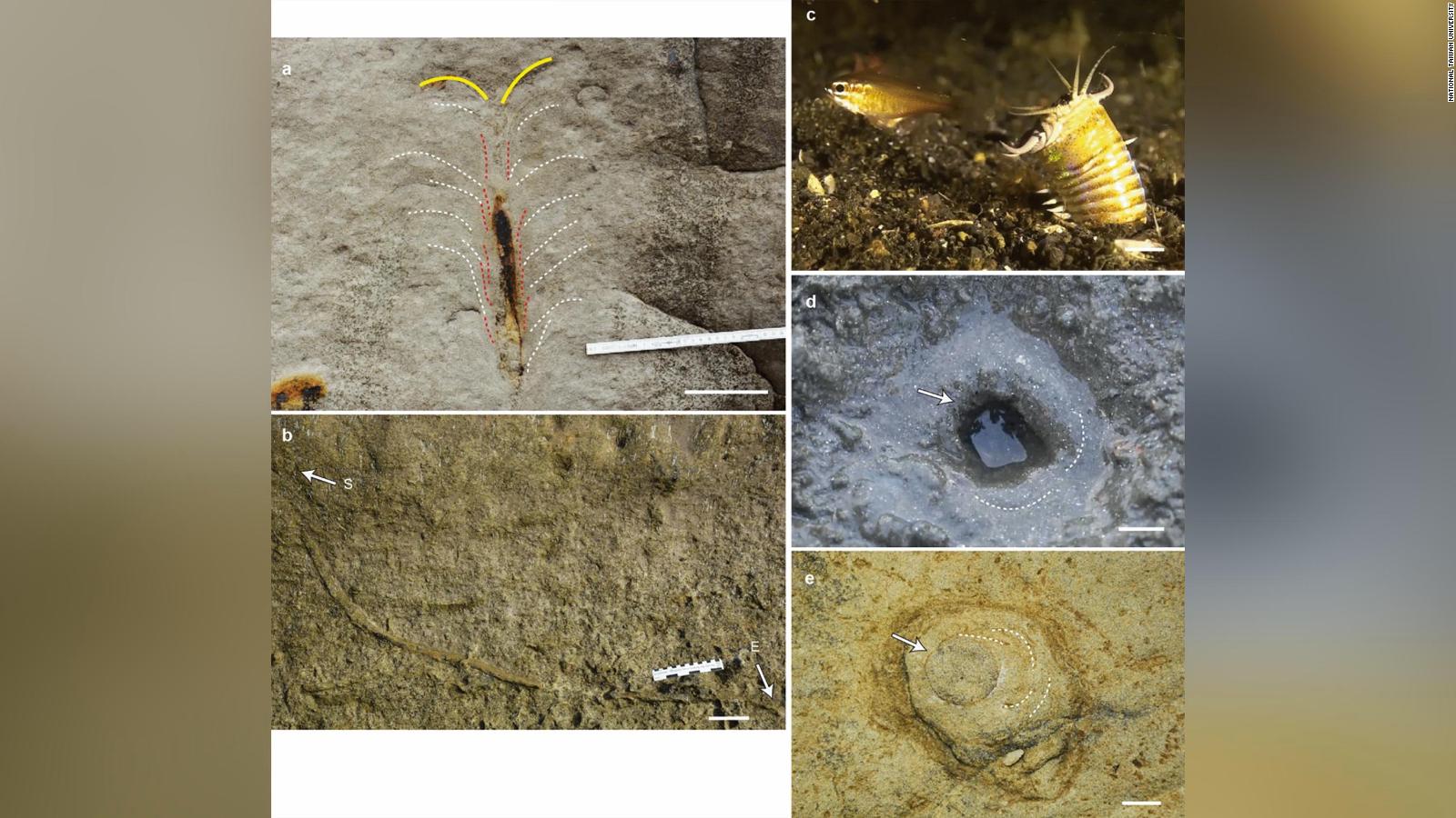 Fossil Hunters Find The Lair Of A Giant Predatory Worm Sunday Vision