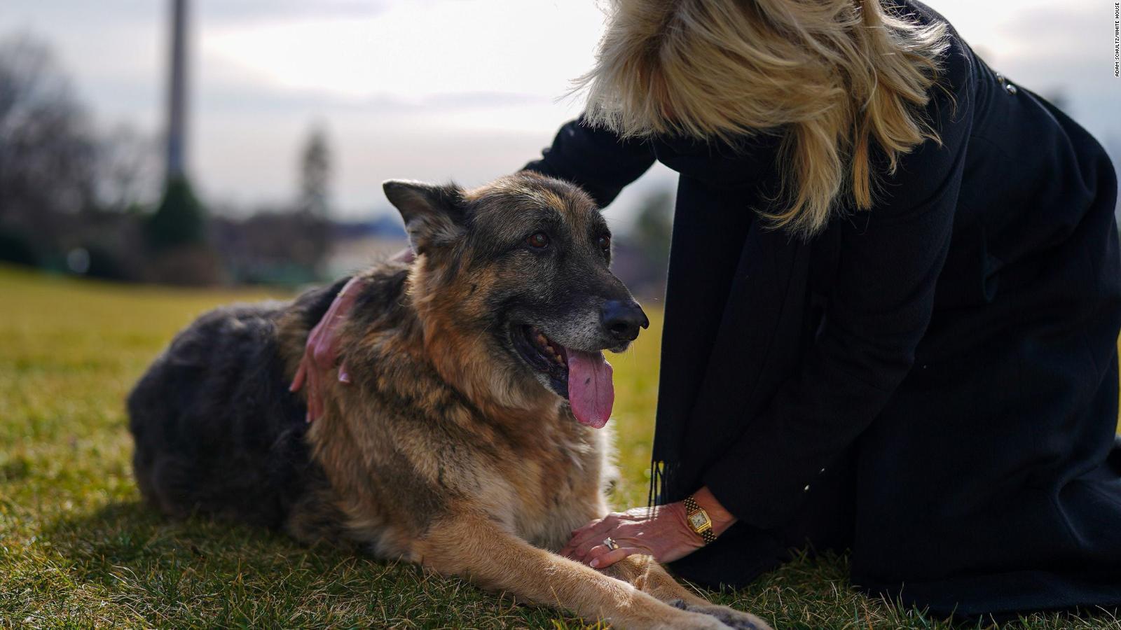 First dogs Champ and Major Biden moved into the White House Sunday ...