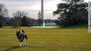 First dogs Champ and Major moved into the White House Sunday