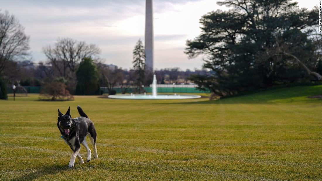 The first dogs Champ and Major moved to the White House on Sunday