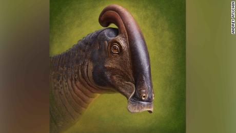 An illustration of the head of Parasaurolophus cyrtocristatus based on newly discovered remains.