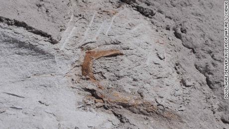 New skull of Parasaurolophus as originally exposed in the badlands of New Mexico.