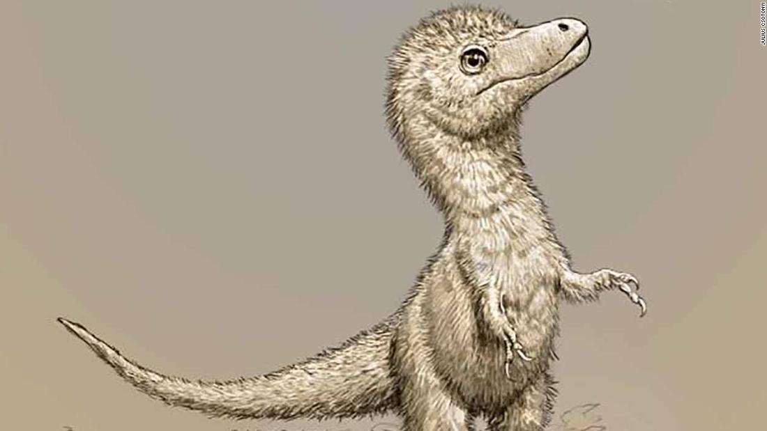 Une nouvelle étude montre que les jeunes tyrannosaures avaient à peu près la taille d’un chien
