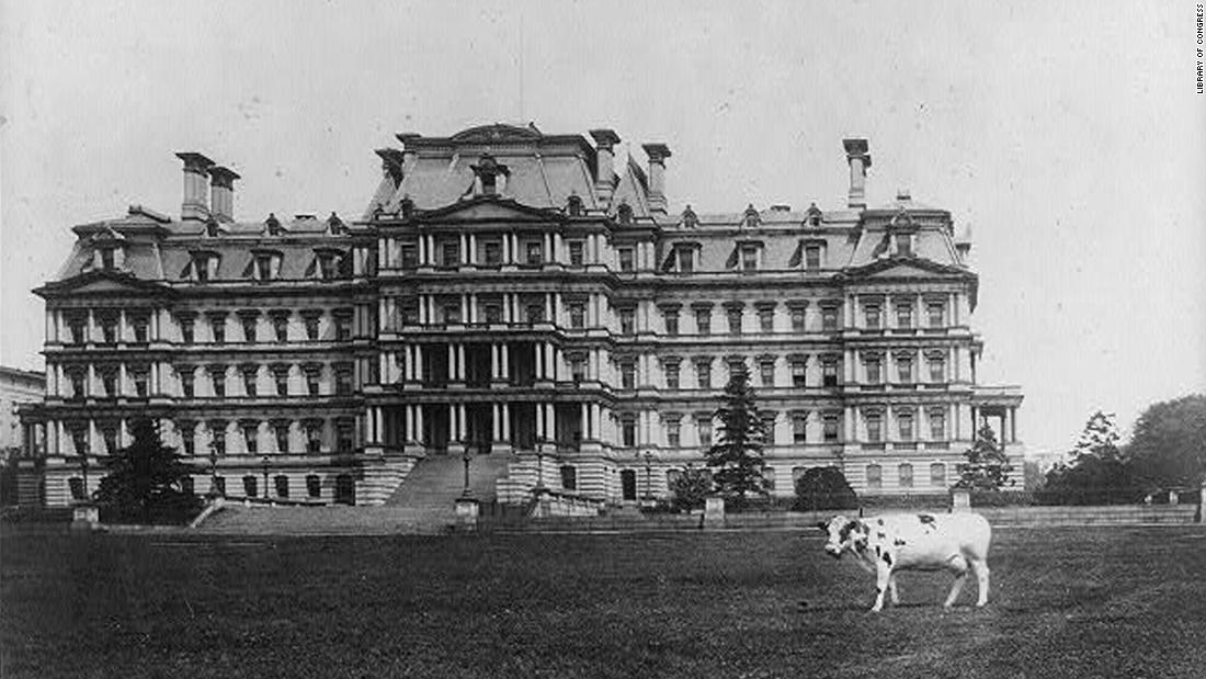 Pauline, one of William Howard Taft&#39;s pet cows, stands on the lawn of the State, War and Navy Building in Washington. Pauline also was known to graze on the White House lawn.