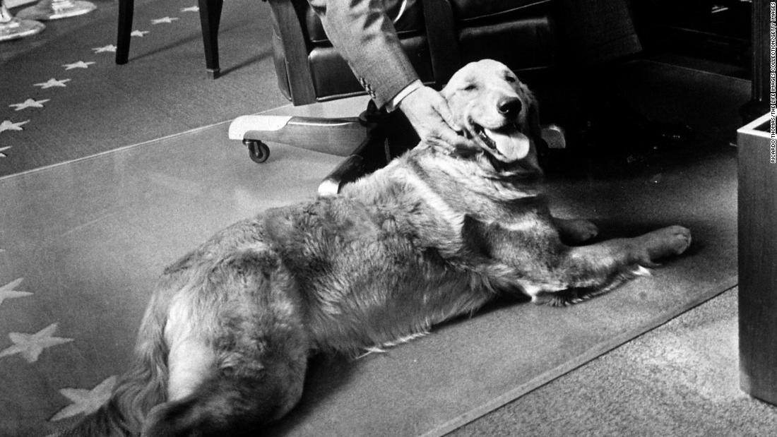 Gerald Ford pets his golden retriever, Liberty, while studying budget matters in the Oval Office.
