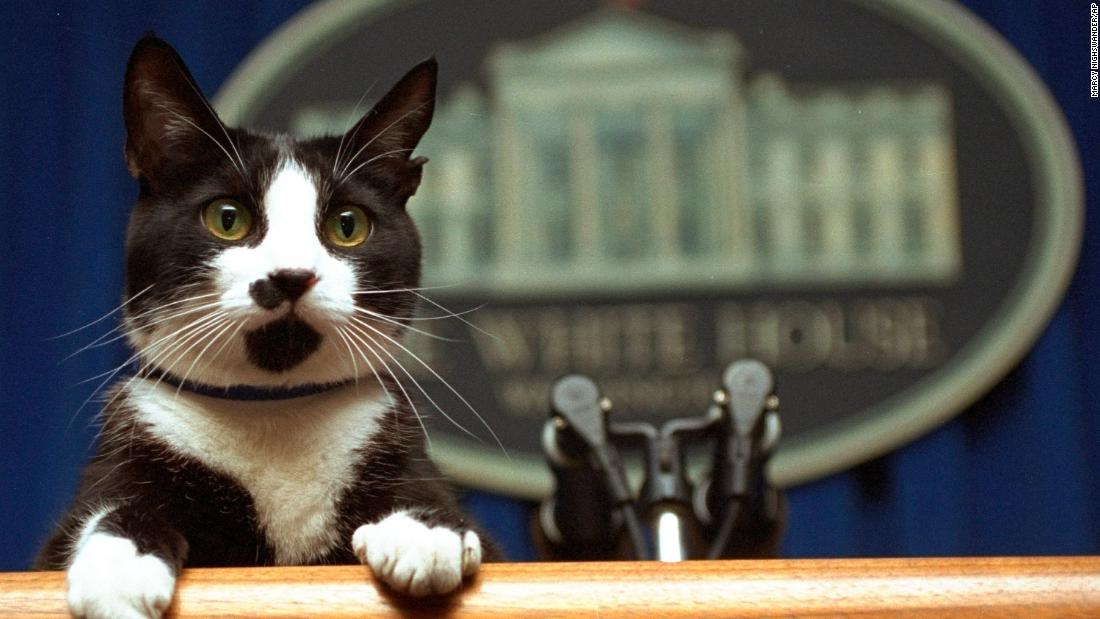 The Clinton family cat, Socks, peers over a podium in the White House briefing room in 1994.
