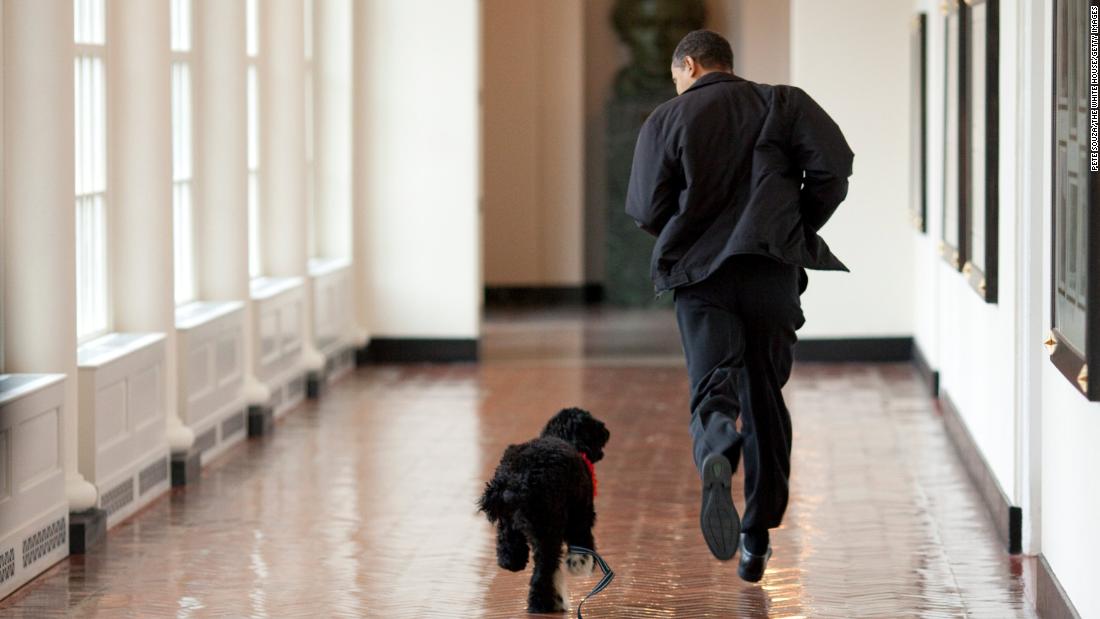 Barack Obama runs down a corridor with Bo, a Portuguese water dog, after the first family adopted him in 2009. The Obamas later adopted another one named Sunny. The breed was chosen because of Malia Obama&#39;s allergies. The coats of Portuguese water dogs are hypoallergenic.
