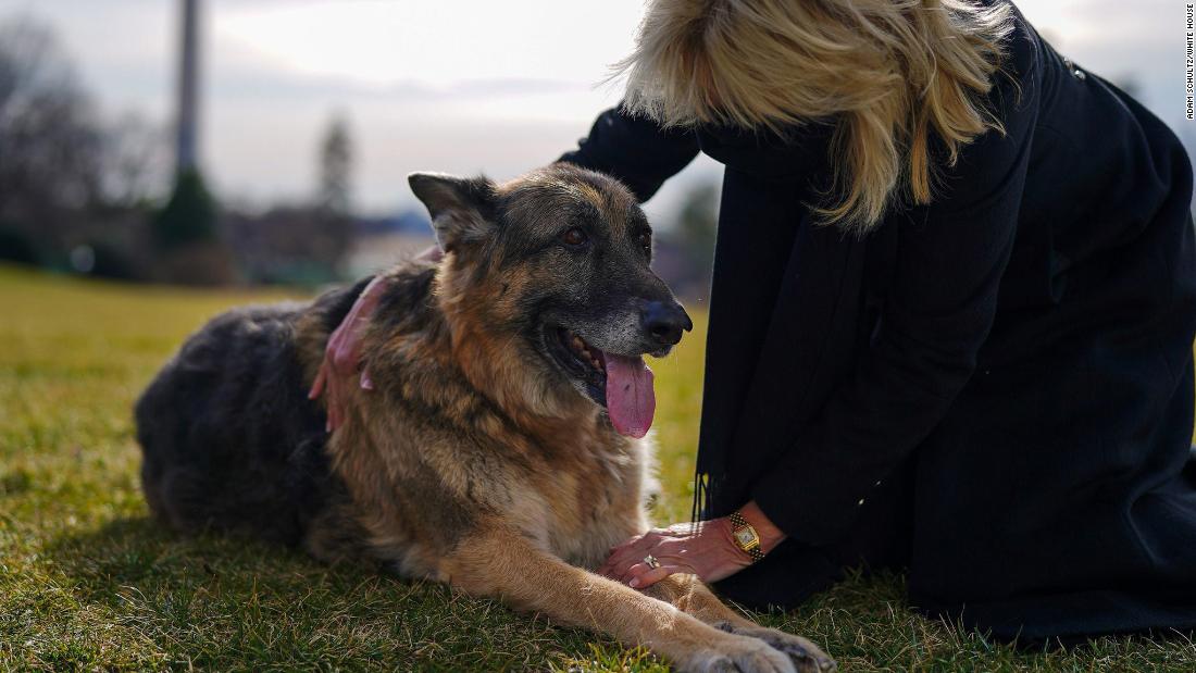 Champ was one of the Biden family&#39;s German shepherds. &lt;a href=&quot;https://www.cnn.com/2021/06/19/politics/champ-biden-german-shepherd-dog-dies/index.html&quot; target=&quot;_blank&quot;&gt;He died in June 2021&lt;/a&gt; at the age of 13.