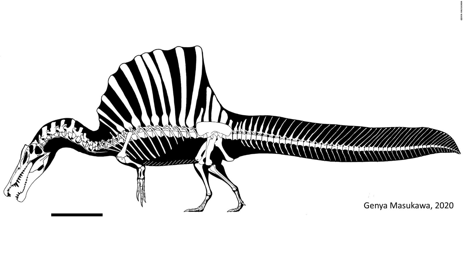 spinosaurus new tail