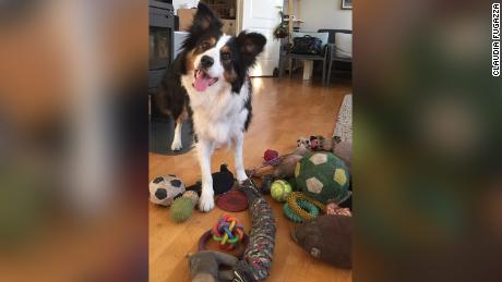 Whisky, an exceptionally talented dog, with her toys. 