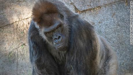 Gorilla at the San Diego Zoo gets monoclonal antibody therapy after being infected with Covid-19