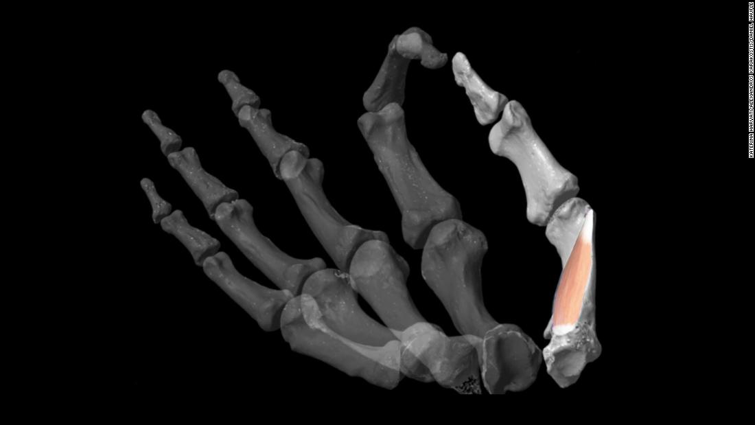 Thumbs gave a ‘huge’ advantage to our early ancestors