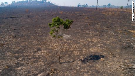 Land recently burned and deforested by cattle farmers stands empty near Novo Progresso, Para state, Brazil, on August 16, 2020. 