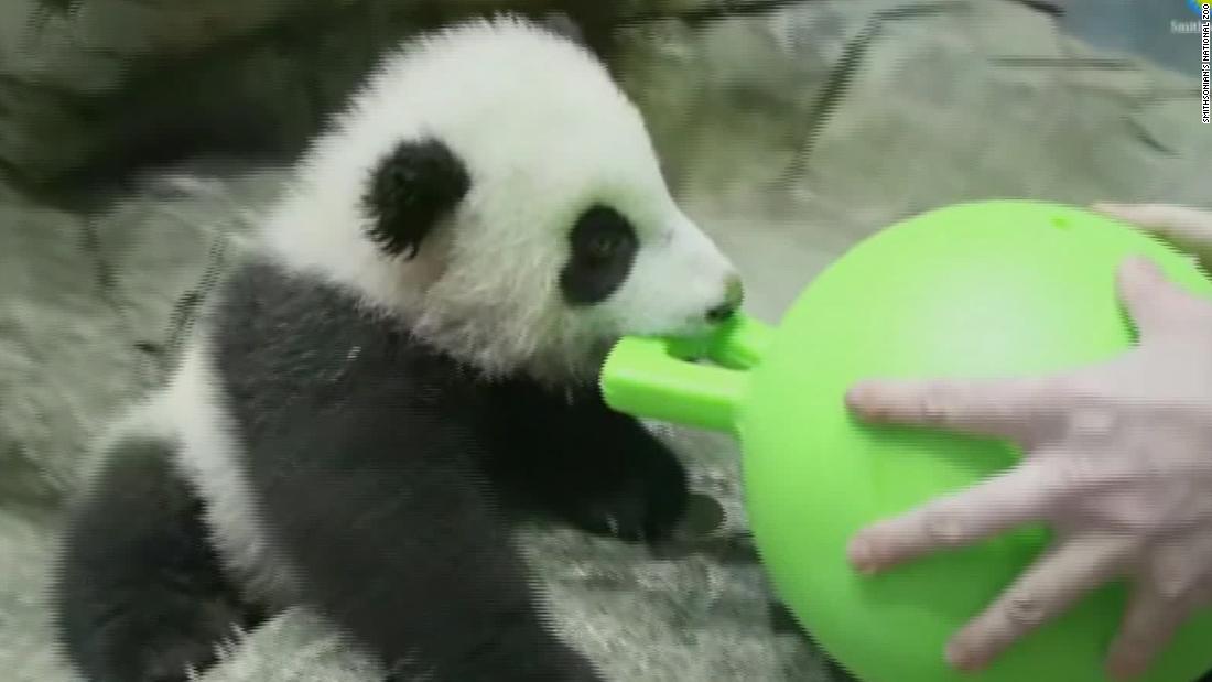See Playful Panda Cub S Virtual Debut Cnn Video