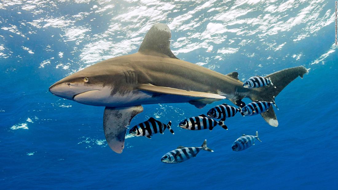 The study of the shark and ray populations decreased by 70% and approached ‘point of return’