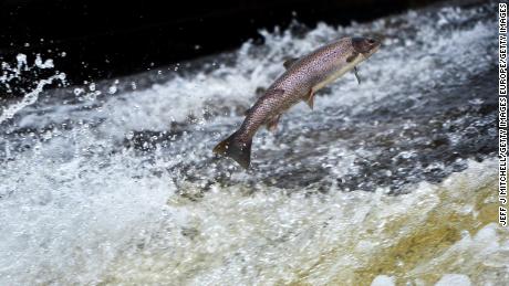 Here&#39;s how to help the Atlantic salmon avoid extinction