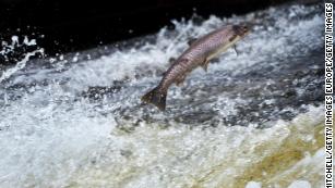 Here&#39;s how to help the Atlantic salmon avoid extinction