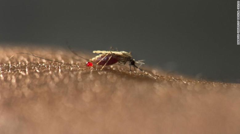 New malaria mosquito emerges in African cities, and experts are worried