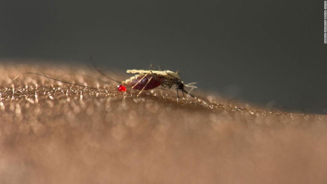 New malaria mosquito appears in African cities and experts are concerned