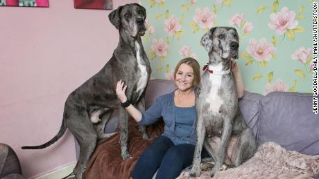 Freddy the Great Dane, left, with owner Claire Stoneman and his sister Fleur.