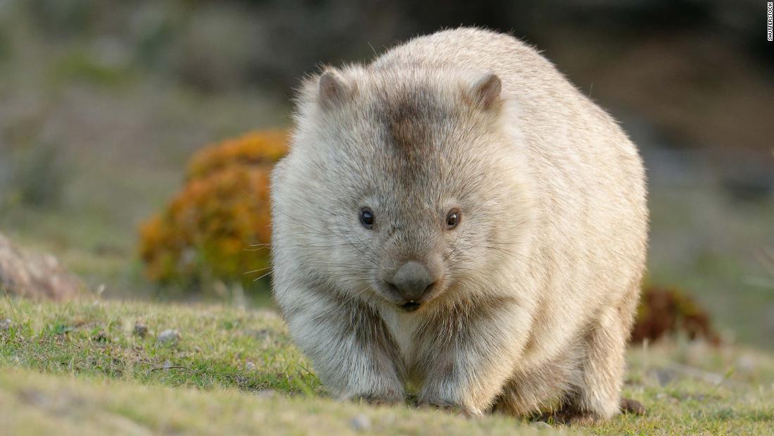 Why shit wombats blocks?  Scientists finally have the answer