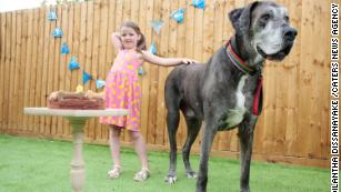 Biggest dog in the world? Meet Zeus -- the 7 feet tall Great Dane.