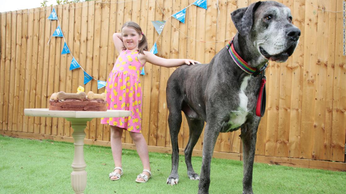 Freddy the Great Dane, the tallest dog in the world, died
