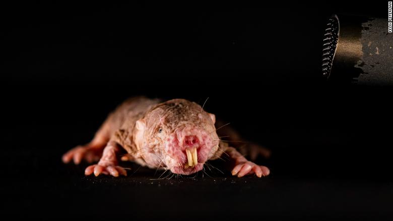 Naked mole rats are very communicative, chirping, squeaking, twittering and grunting to one another. 