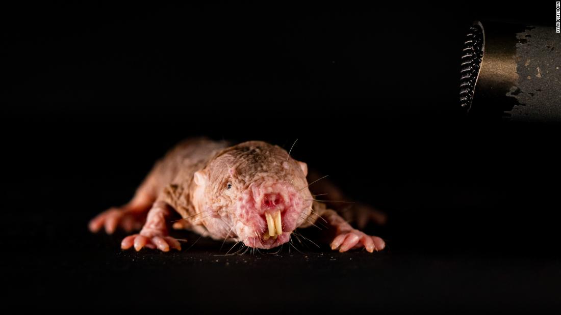 naked mole rat stuffed