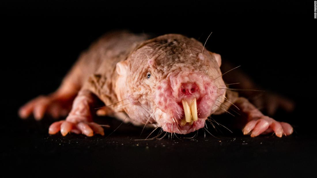 Rat mole Naked mole