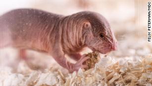 Naked Mole Rats Have Accents And Discriminate Against Foreigners CNN   210129151206 03 Naked Mole Rats Dialect Medium Plus 169 