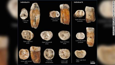 A new study of 11 teeth, found at La Cotte de St. Brelade on the island of Jersey in the English Channel, suggests that some could have belonged to individuals that had mixed ancestry.