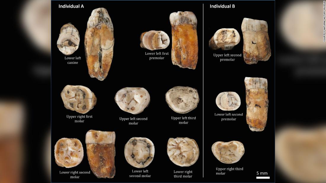Stone Age Teeth Hint At Neanderthal Interbreeding Cnn 3634
