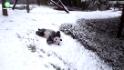 Pandas at National Zoo play in snow 