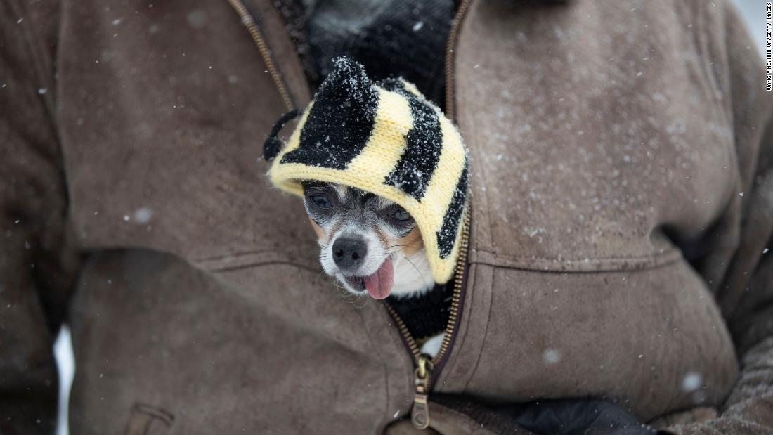 A pedestrian carries his dog in his jacket while walking in New York on Monday.