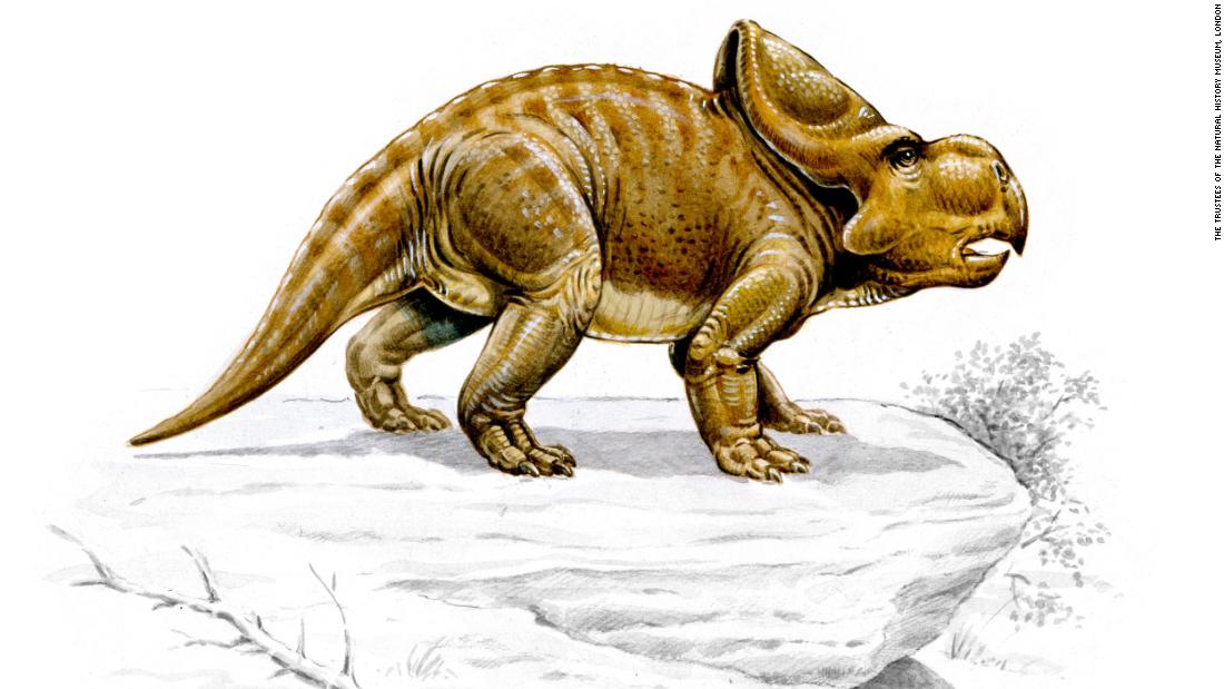 Dinozaurii Protoceratops ar fi putut folosi florile lor pentru a cocheta