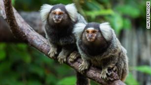 These Monkeys Are Using 'Accents' To Better Defend Their Territory : NPR