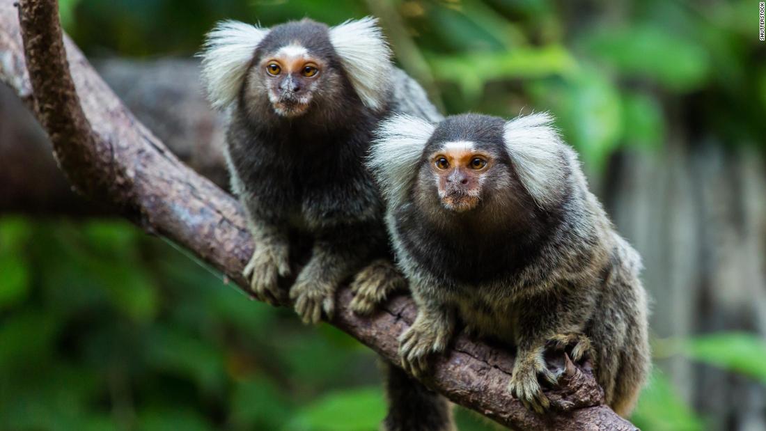 Eavesdropping marmosets understand the conversations of other monkeys