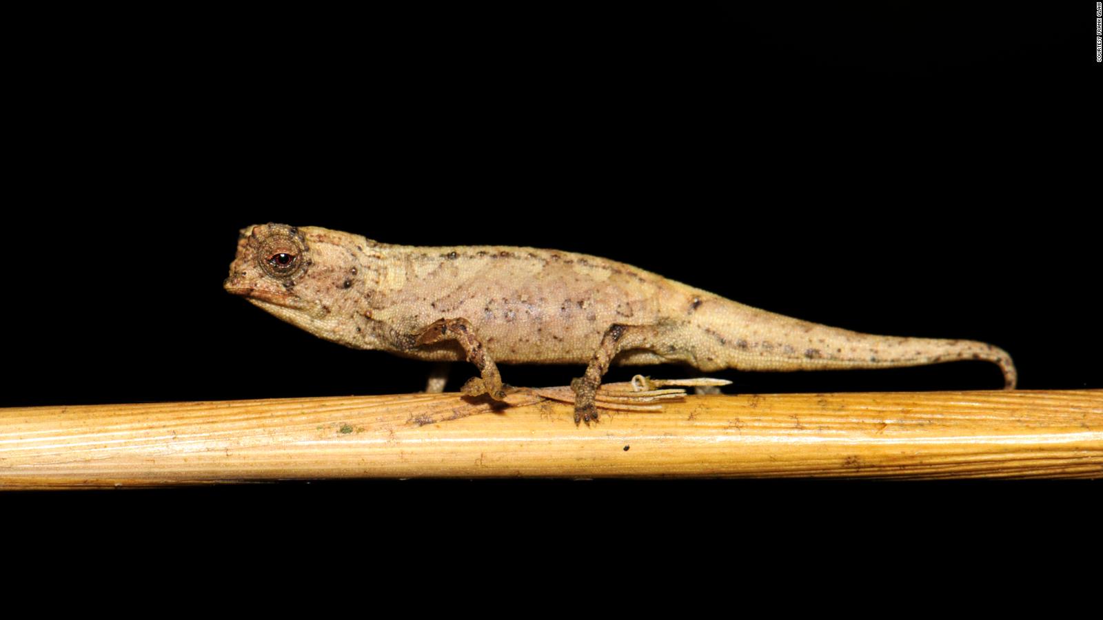 A newly discovered chameleon less than an inch long could be the world