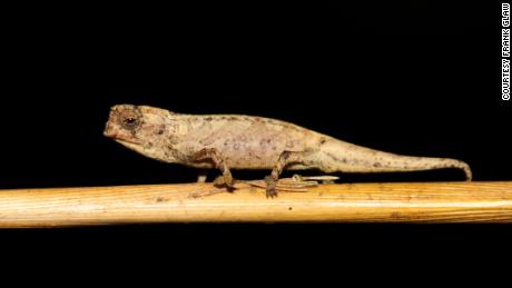 The male &quot;nano-chameleon&quot; is less than an inch in length, researchers found, significantly smaller than the female. In order to reproduce, he has to compensate in other ways. 