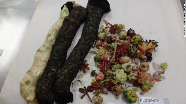 Smuggler caught with nearly 1,000 cacti and succulents strapped to her body