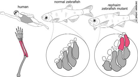 This depiction is illustrated by researchers of the study, showing (from left) how a human organ has many long bones that allow for a wide range of movement;  The final skeleton of a normal zebrafish with no articulation;  And with a mutant zebrafish, new bones are growing away from the body in a pattern similar to that of organs.