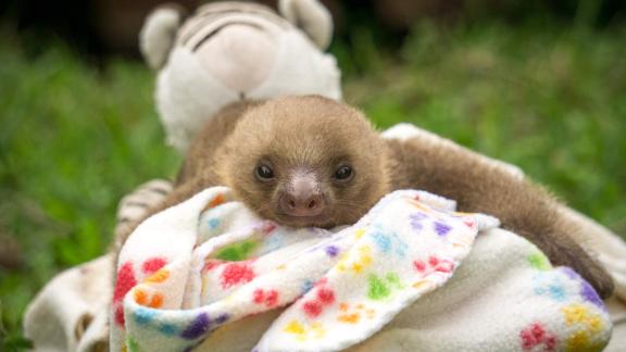 Get up-close with wild animals in Costa Rica at the Toucan Rescue Ranch