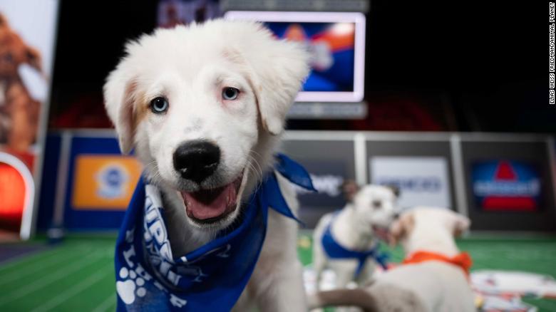 Puppy Bowl XVII: What you need to know about the biggest game on all fours