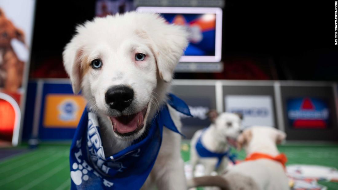 Puppy Bowl 2021: schedule, channel, lineup and everything you need to know