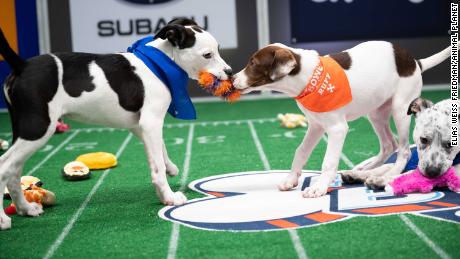 Puppies playing during Puppy Bowl XVII.