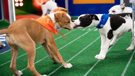 Puppies playing Puppy Bowl XVII.