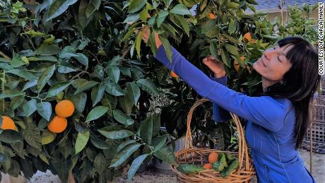 Carla Manley trascorre il tempo a rilassarsi nel suo giardino nella contea di Sonoma, in California. 