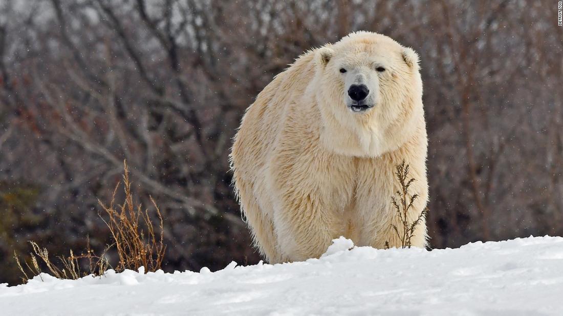 Male polar bear kills female bear during breeding effort at Detroit Zoo