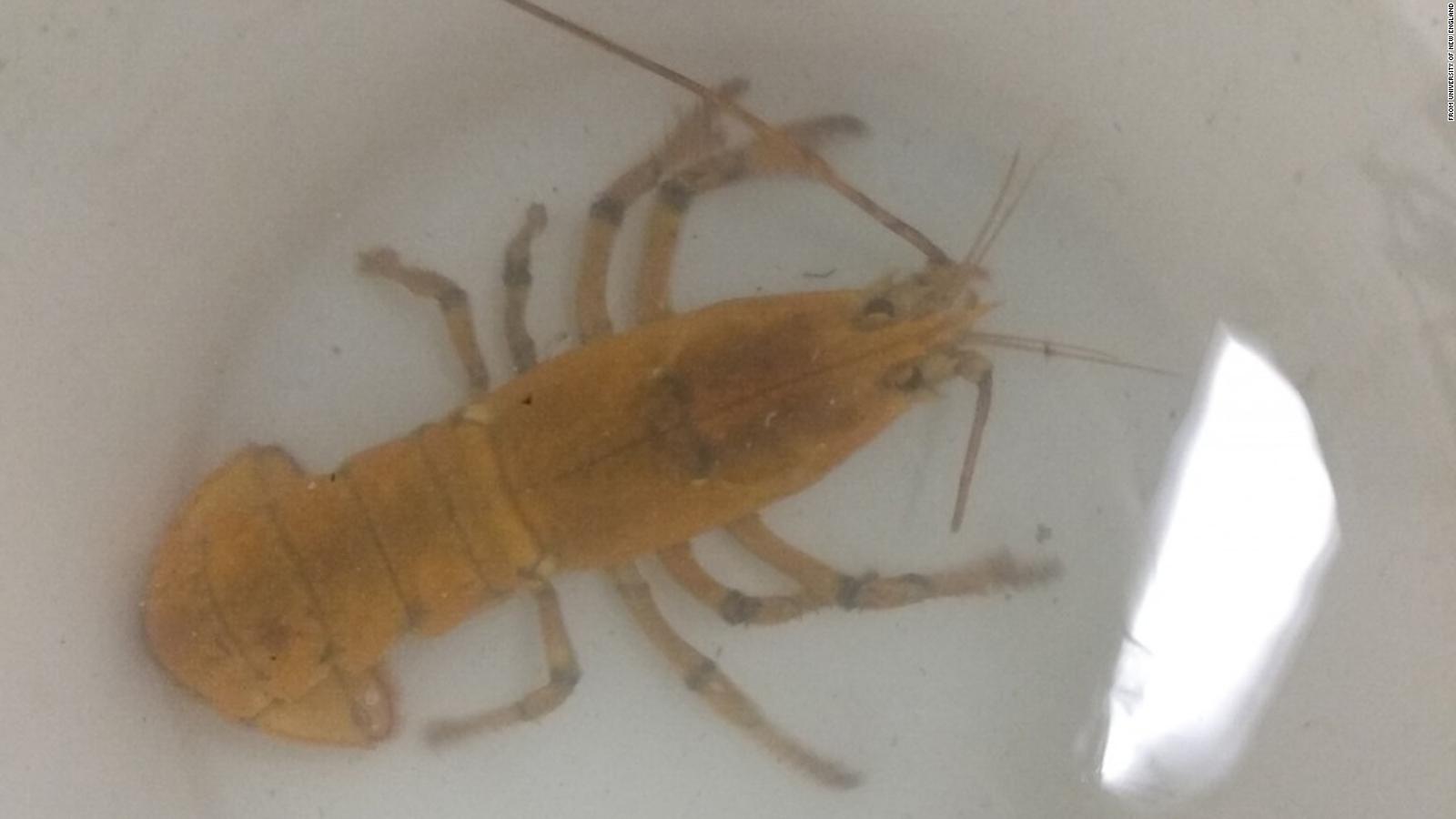 yellow lobster stockx